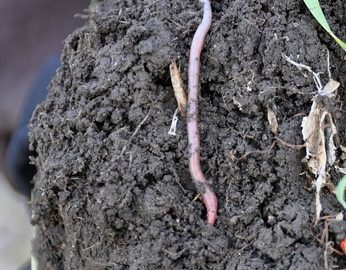 Manure Impact on Soil Aggregation