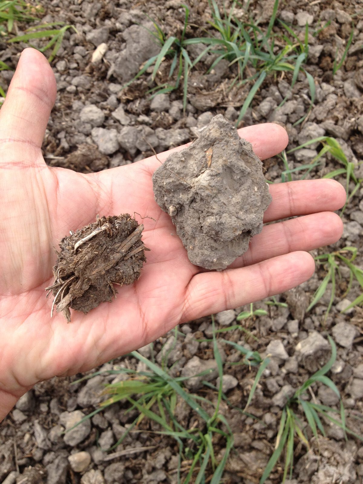 Soil Organic Matter and Its Benefits
