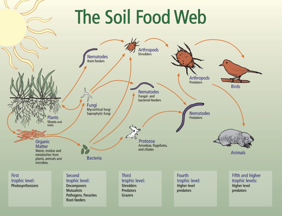 Soil quality impacts of agricultural and municipal biosolids applications