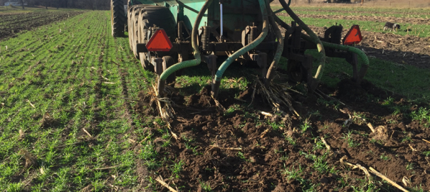 Effects of liquid manure injection into a winter rye cover crop: on-farm trials