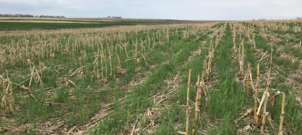 Cover Crop Recipes Being Developed by States in the Midwest Cover Crop Council