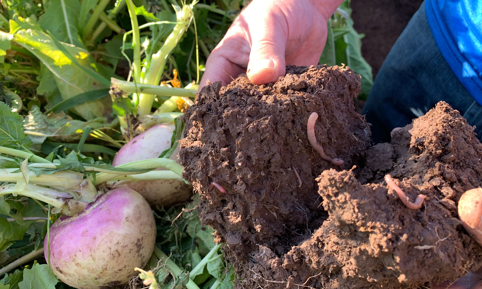 Two hands pulling a clump of soil apart showing the earthworms inside